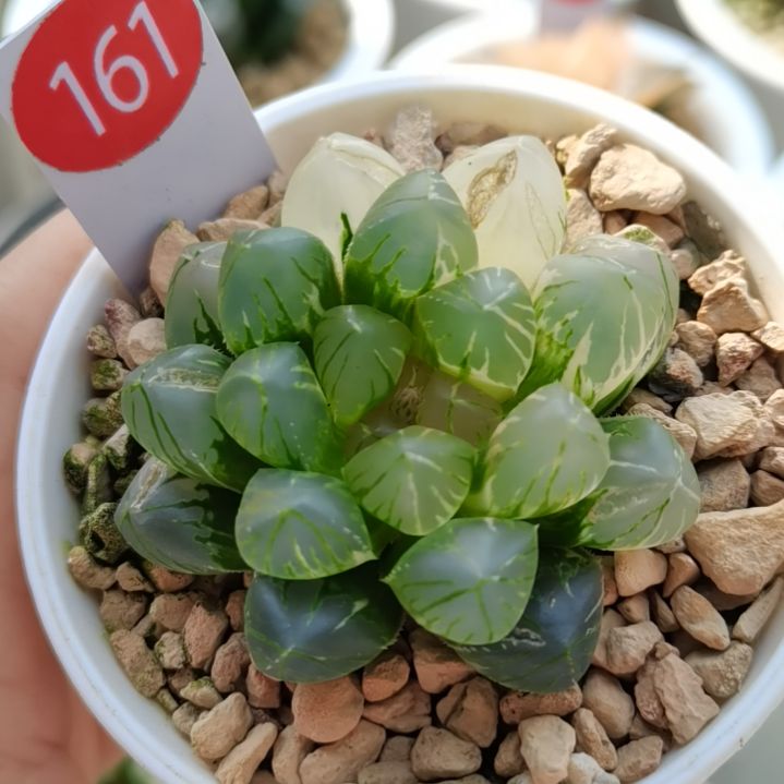 161号OM玉露锦一物一拍带盆土发货