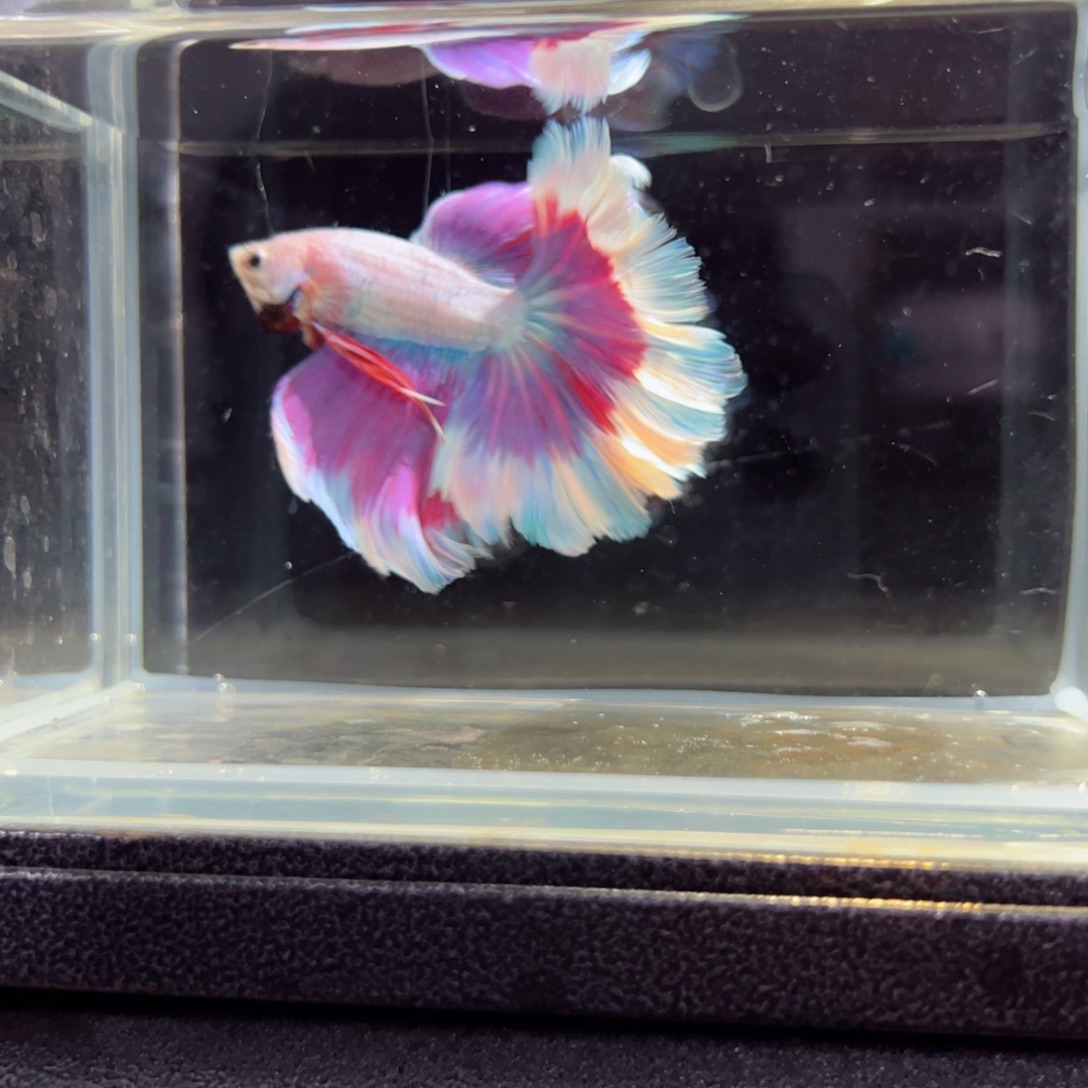 斗鱼浅色特殊尾hhhh