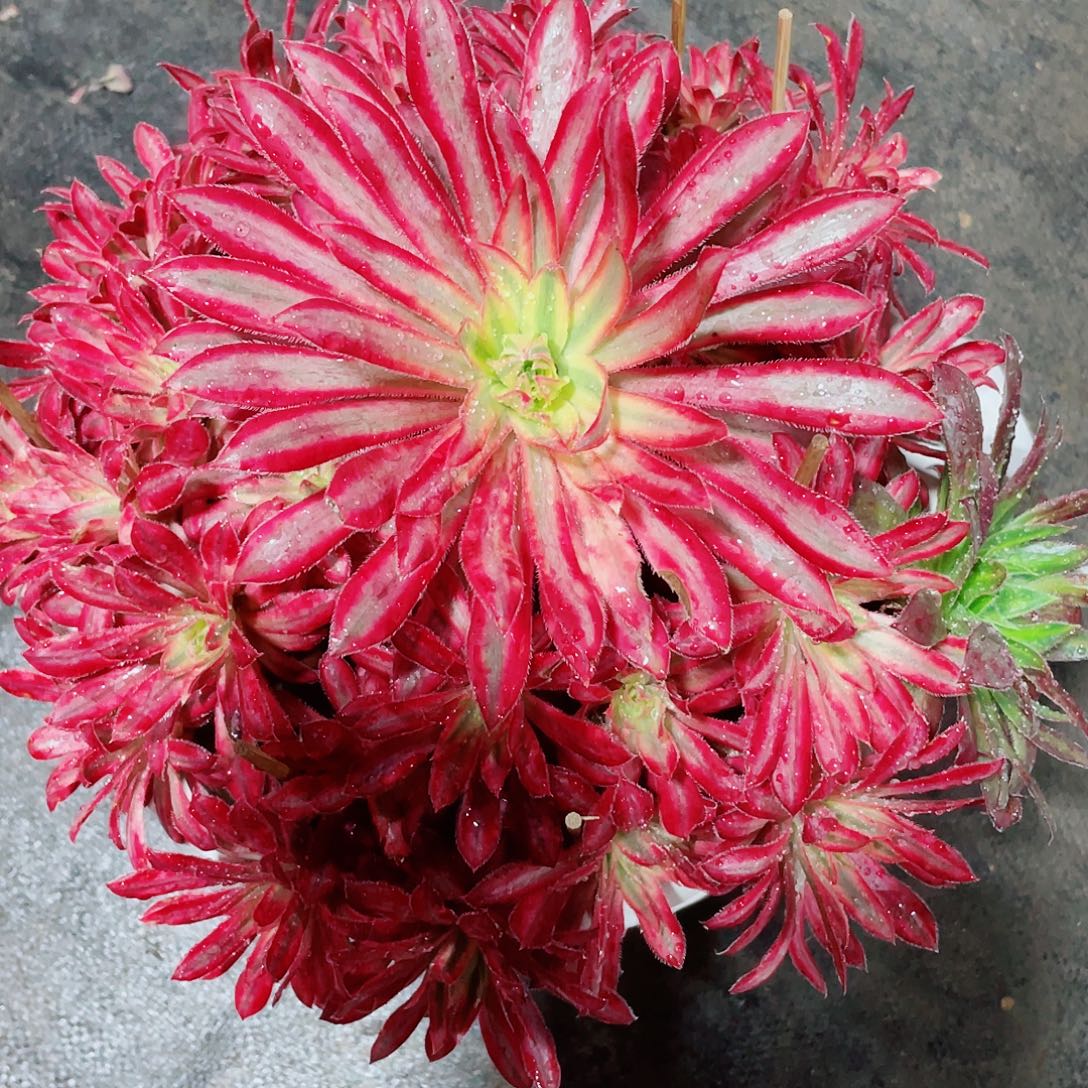 手***子暖暖法师多肉植物园梅子姐—朱雀108福利福利