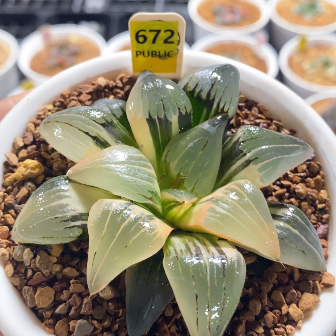 不开花植物672红纹