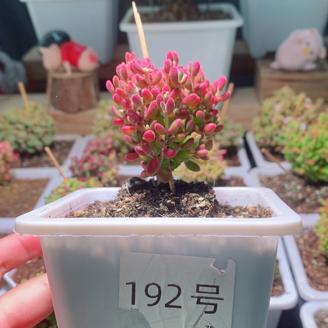 红宝石带盆土发货一物一拍