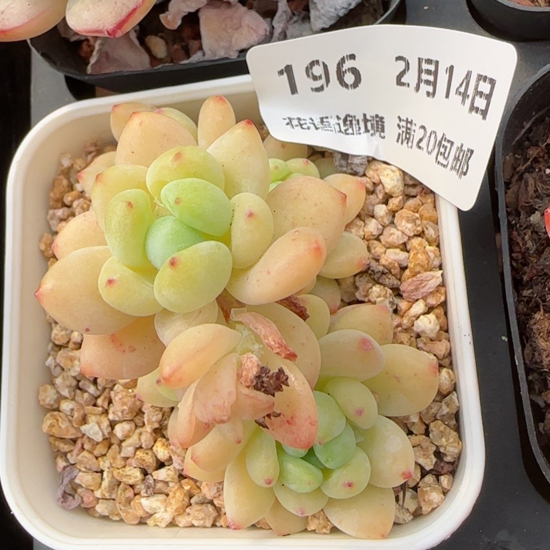 花语逸镜0214-196