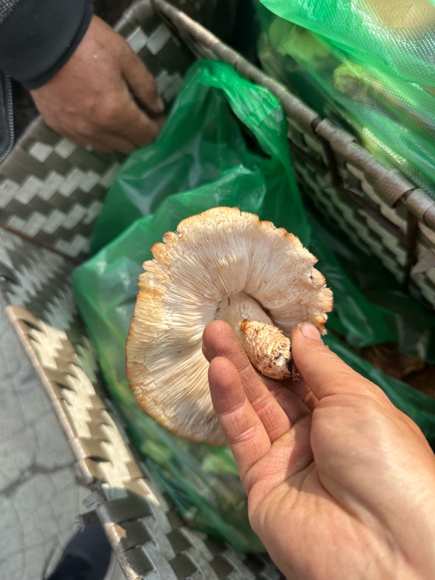 长白山大山菌子新鲜香菇菌野生香菇菌新鲜发货包邮