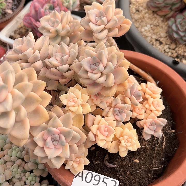 幸运的是我的朋友们