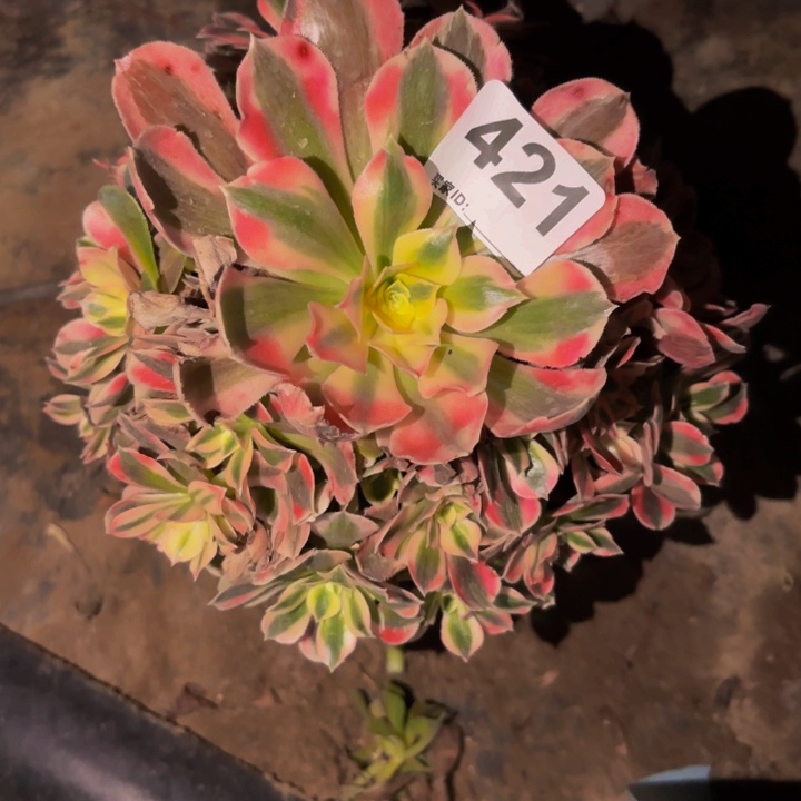 421女郎多肉植物不售后