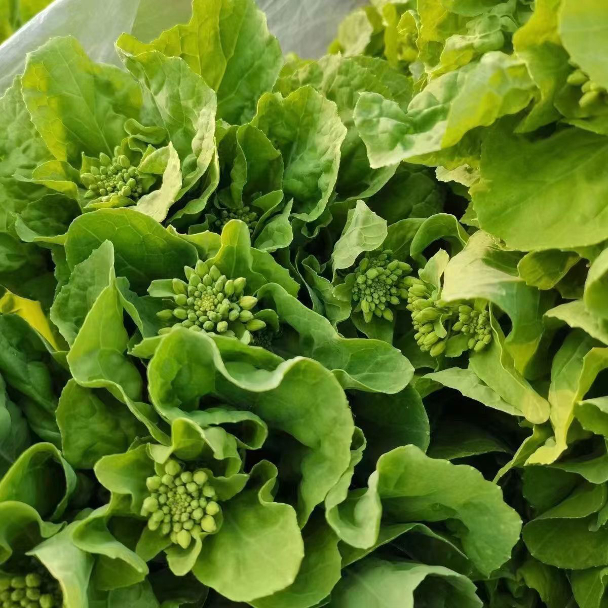 湖北露天白菜苔打霜【直播间专享】