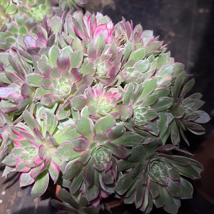 精品万花筒捧花亏本福利