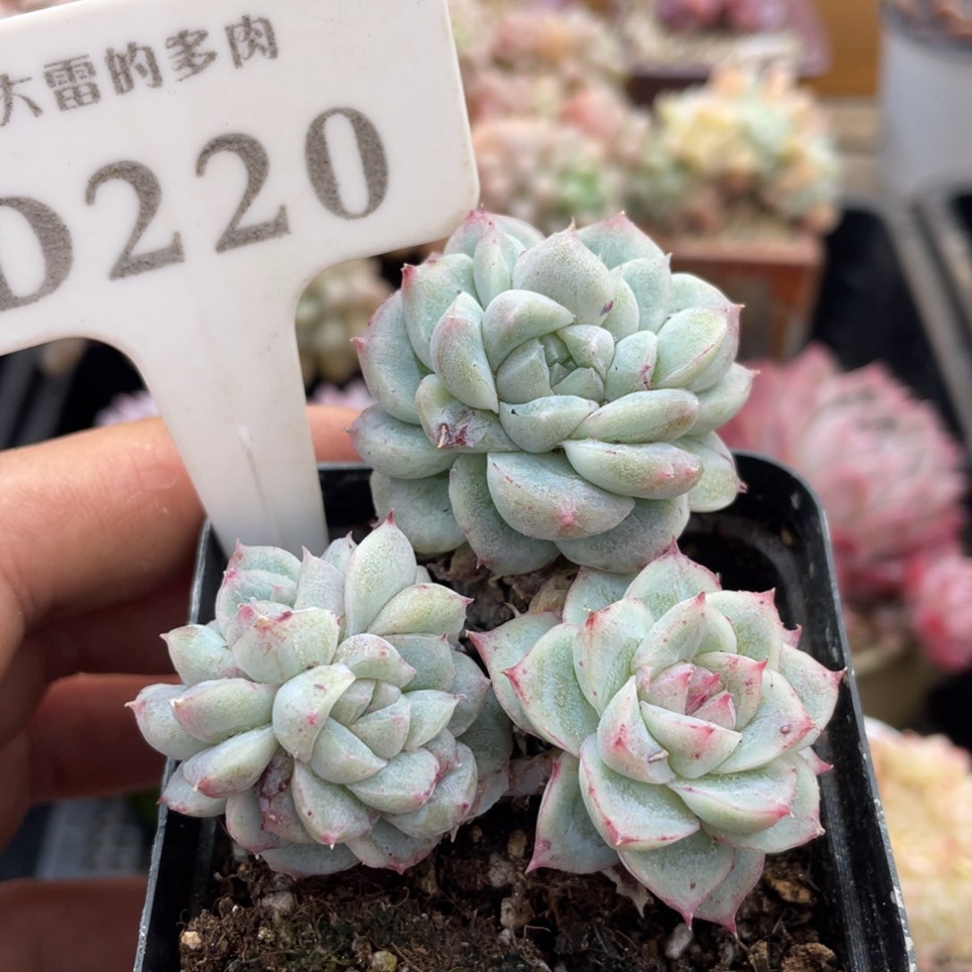 220椰子树不带盆7厘米