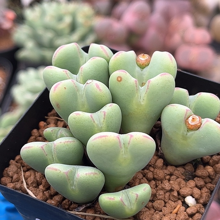 514 爱心将 带盆土 有疤特