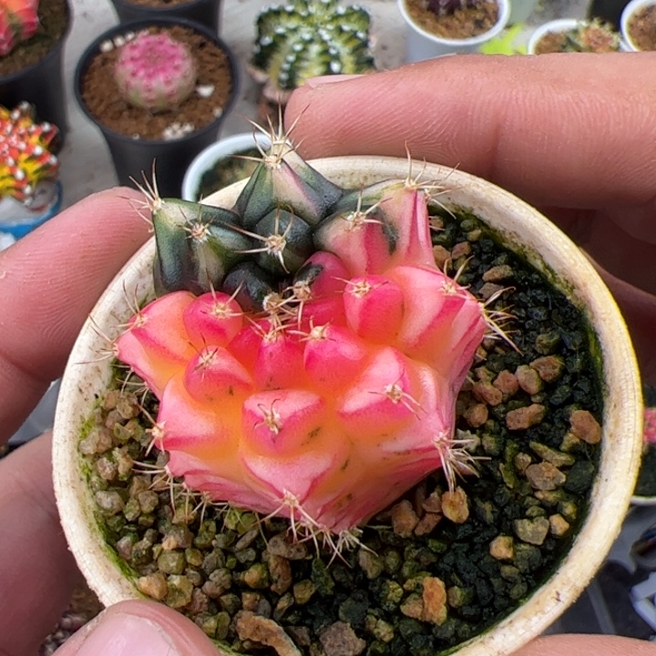 当前无花朵，栽培后可花朵