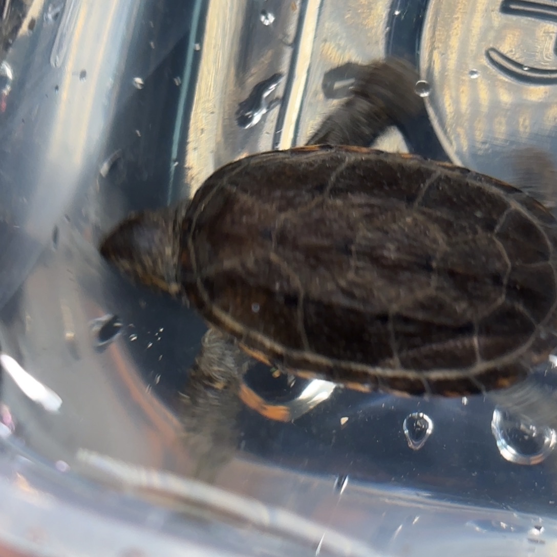 不分公母泥龟全品瓦哈卡