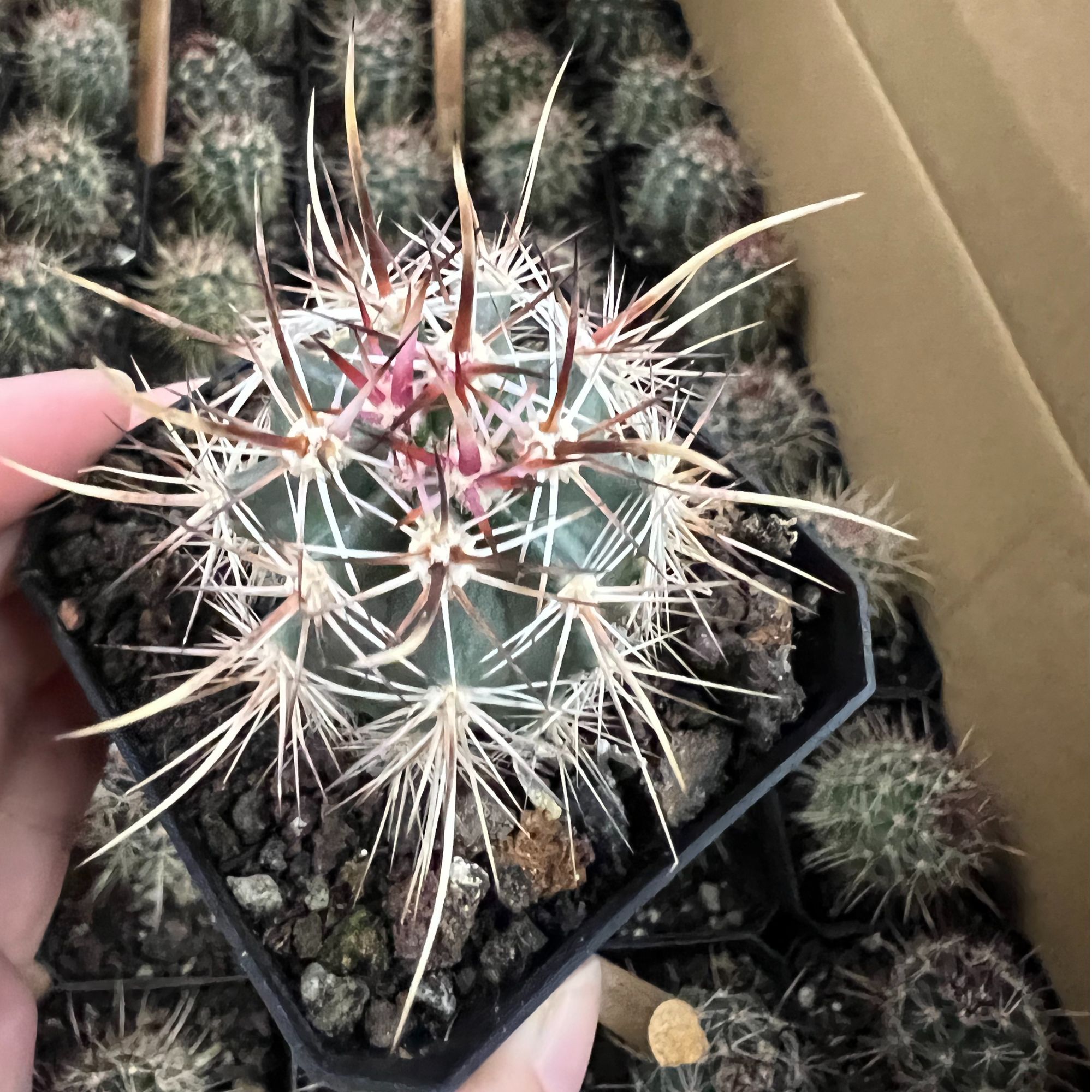 二妹园艺【 1颗 小林氏幻虾 实生根 】 【有刺座状态】带盆土随机发货