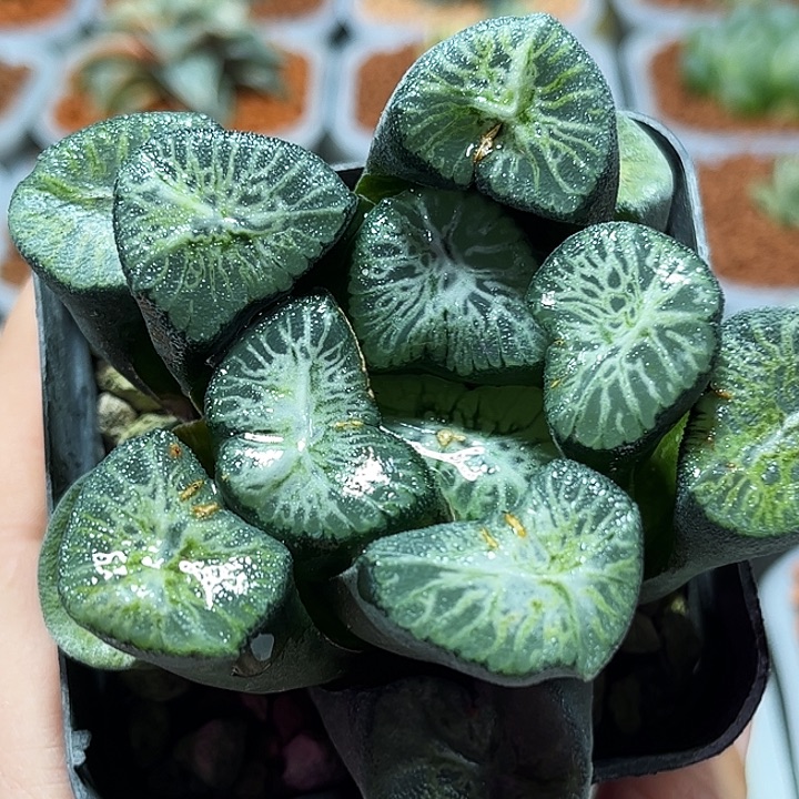 十二卷多肉翡翠龙