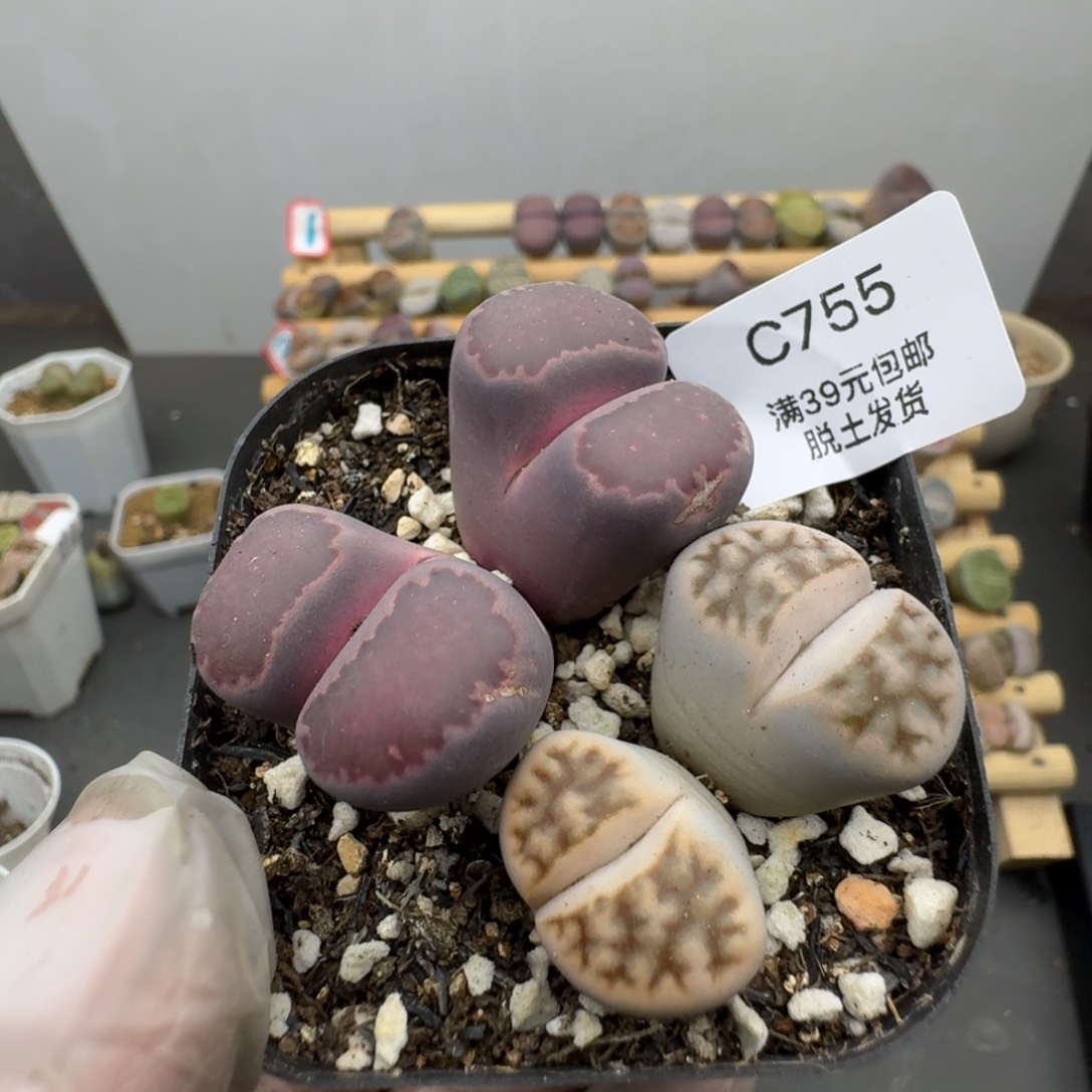 755哈哈哈哈哈哈哈哈哈哈哈