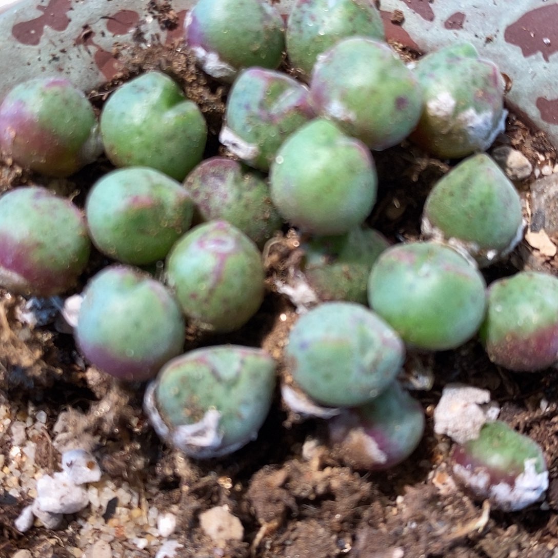 小猪蹄985一颗。      