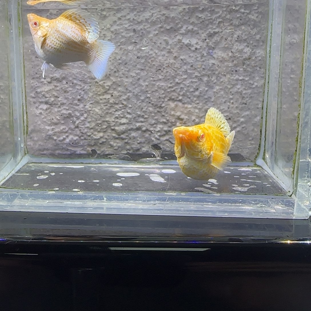 孔雀鱼黄金粉钻。63号