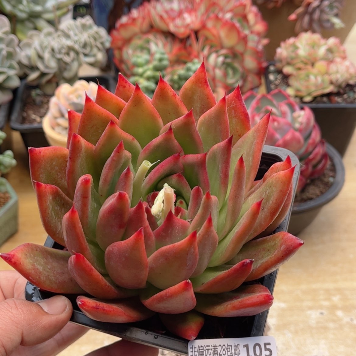 【闪购商品】105红钻