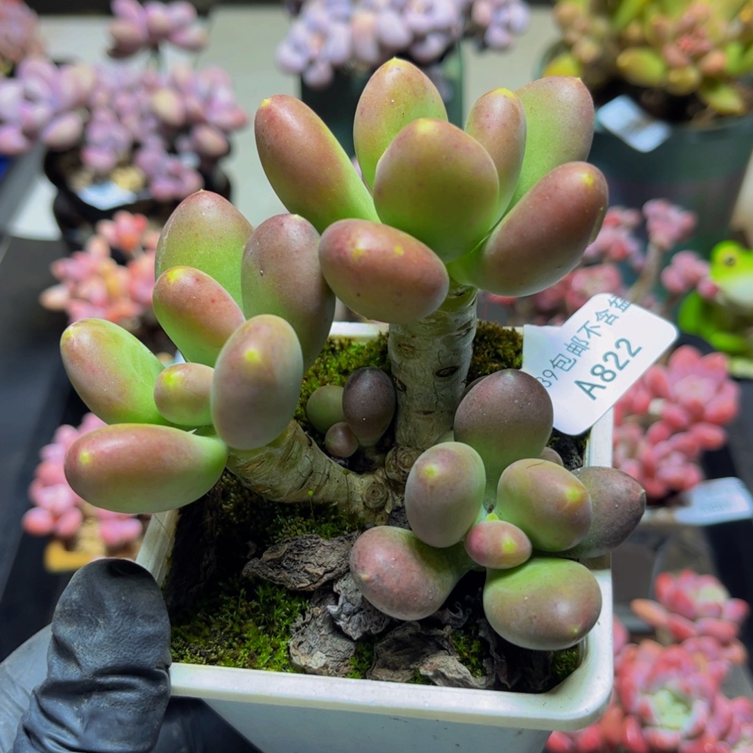 822芒果奶11厘米多肉