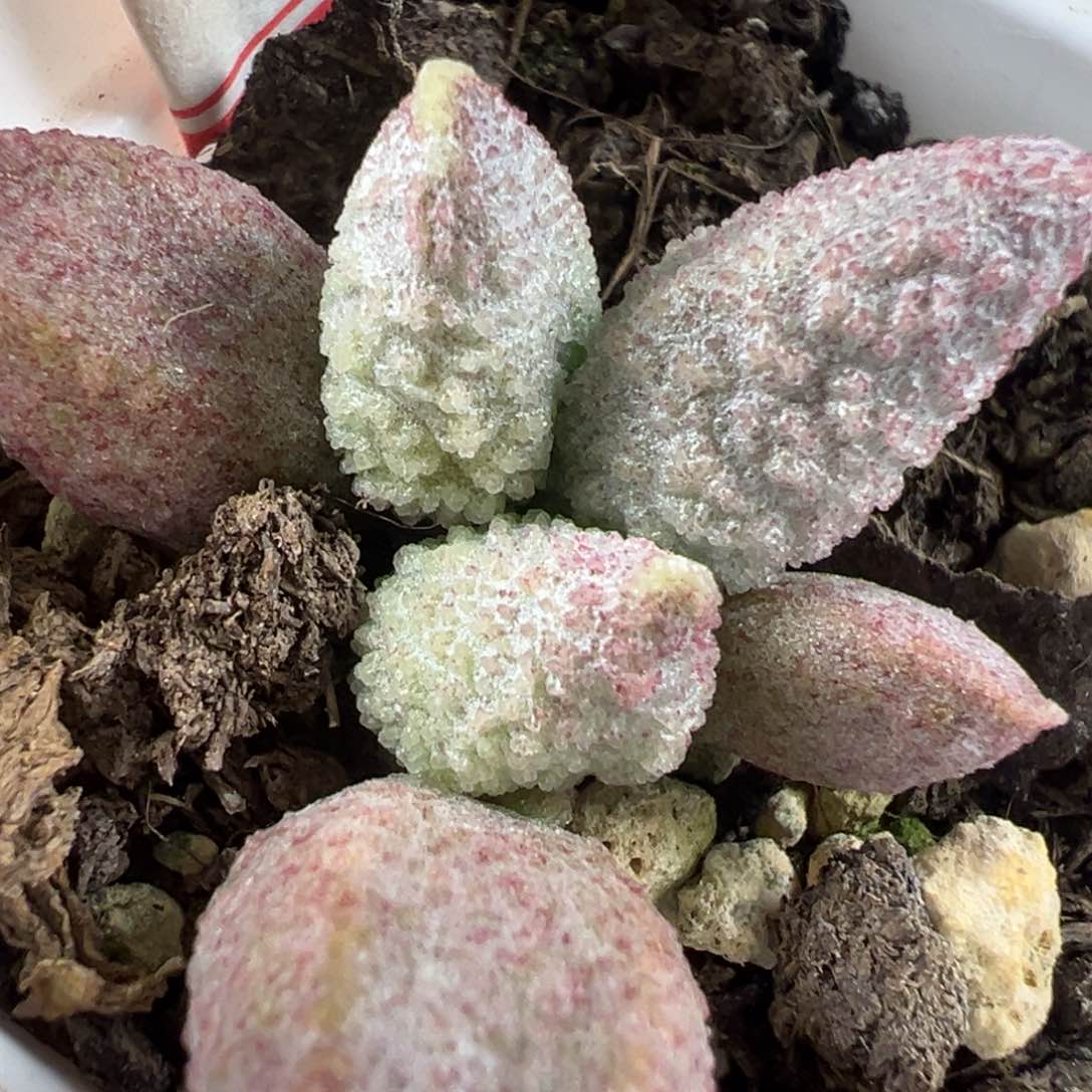 实生底叶苗纹路款多肉植物水泡