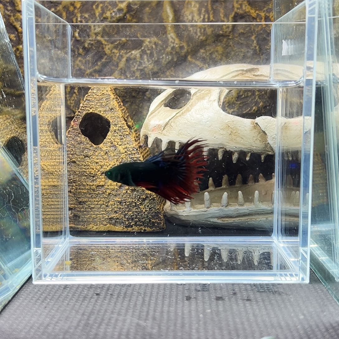 斗鱼精品精品精品精品精品