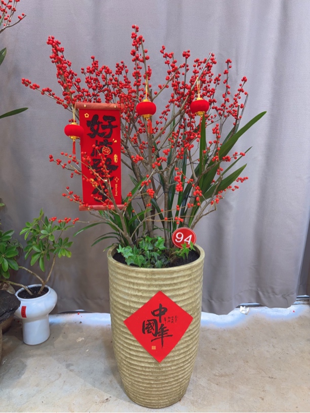 北美冬青｜造型带果 艺术盆景含盆 带盆高度1米3宽65 落地或桌面摆