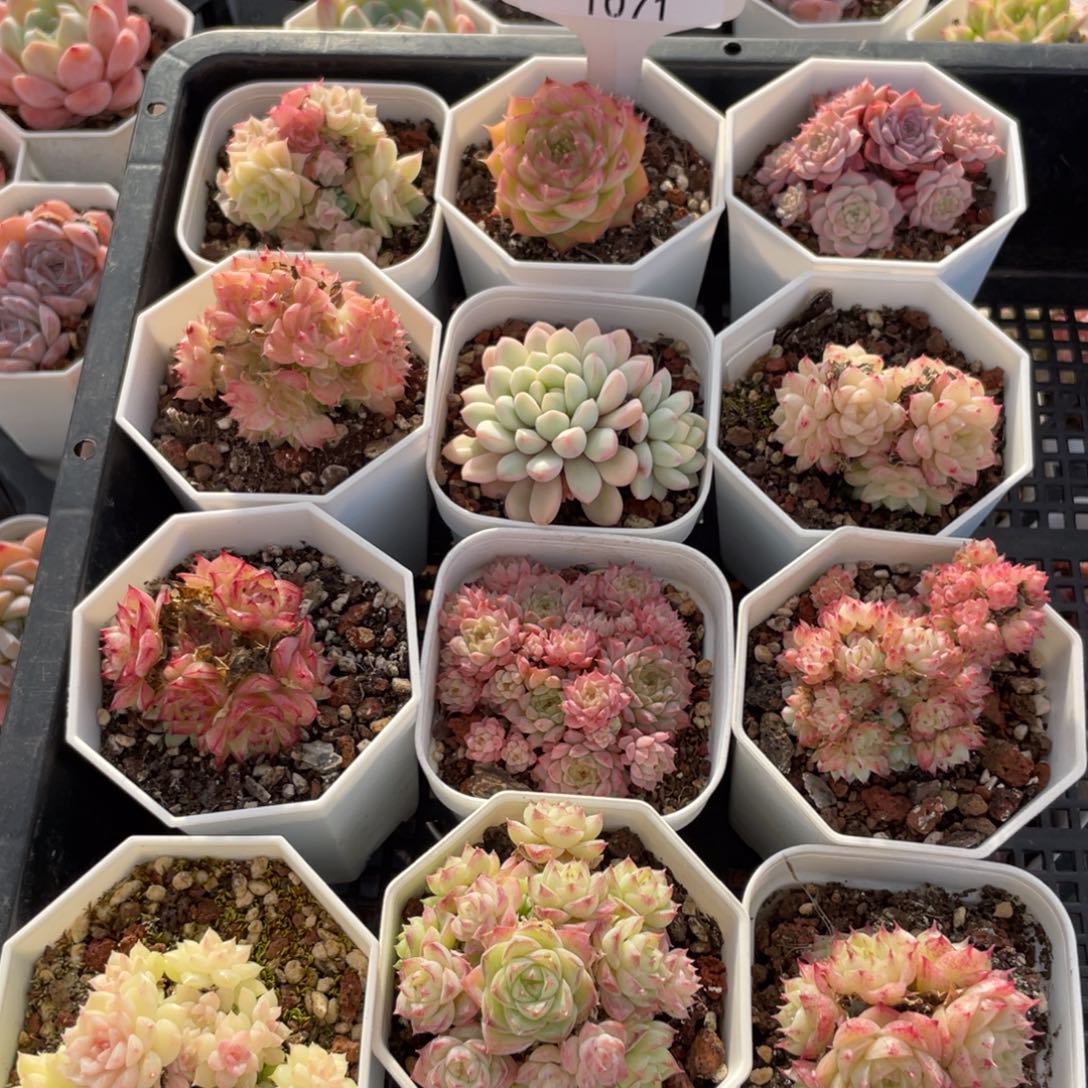 不包整散 盆子不售后1071