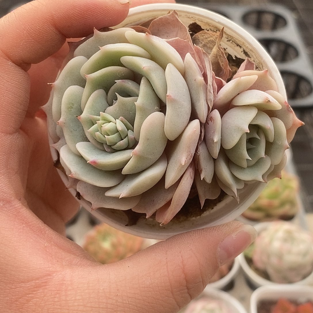 可爱肉肉喜欢拍230