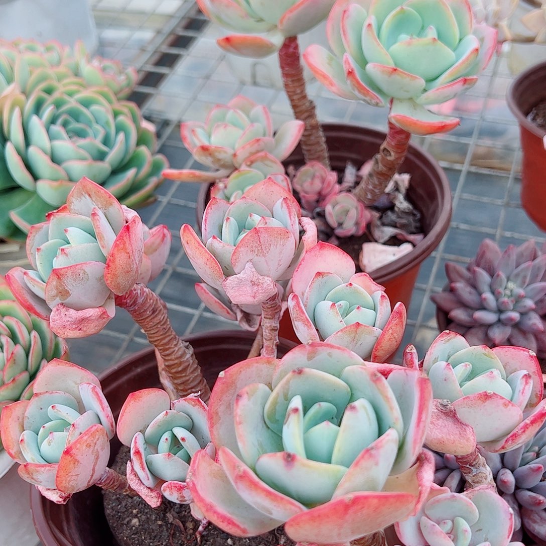 白月光多头群生老桩大长腿