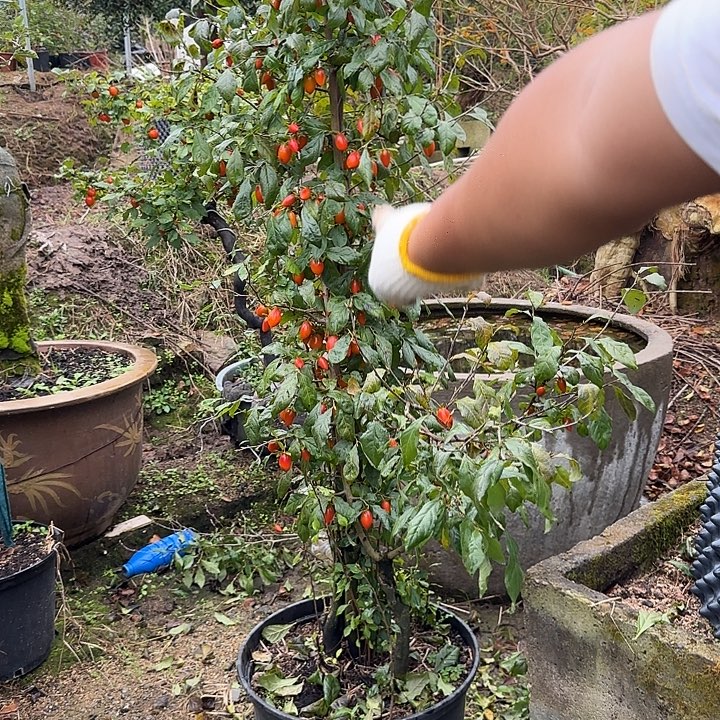 用***2无花朵老鸦柿红满天原生脱盆包邮