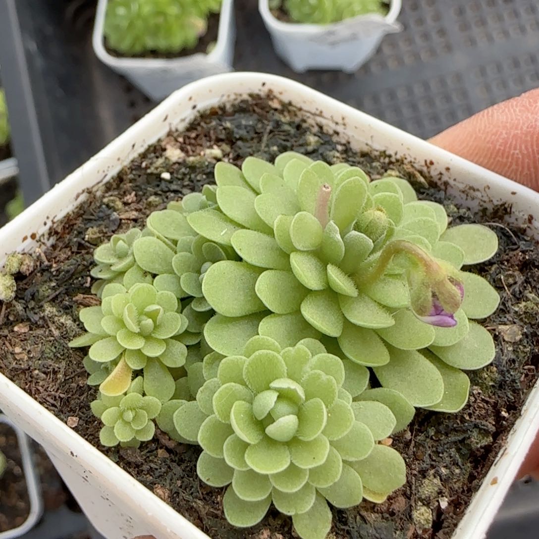 水【闪购商品】0130-159