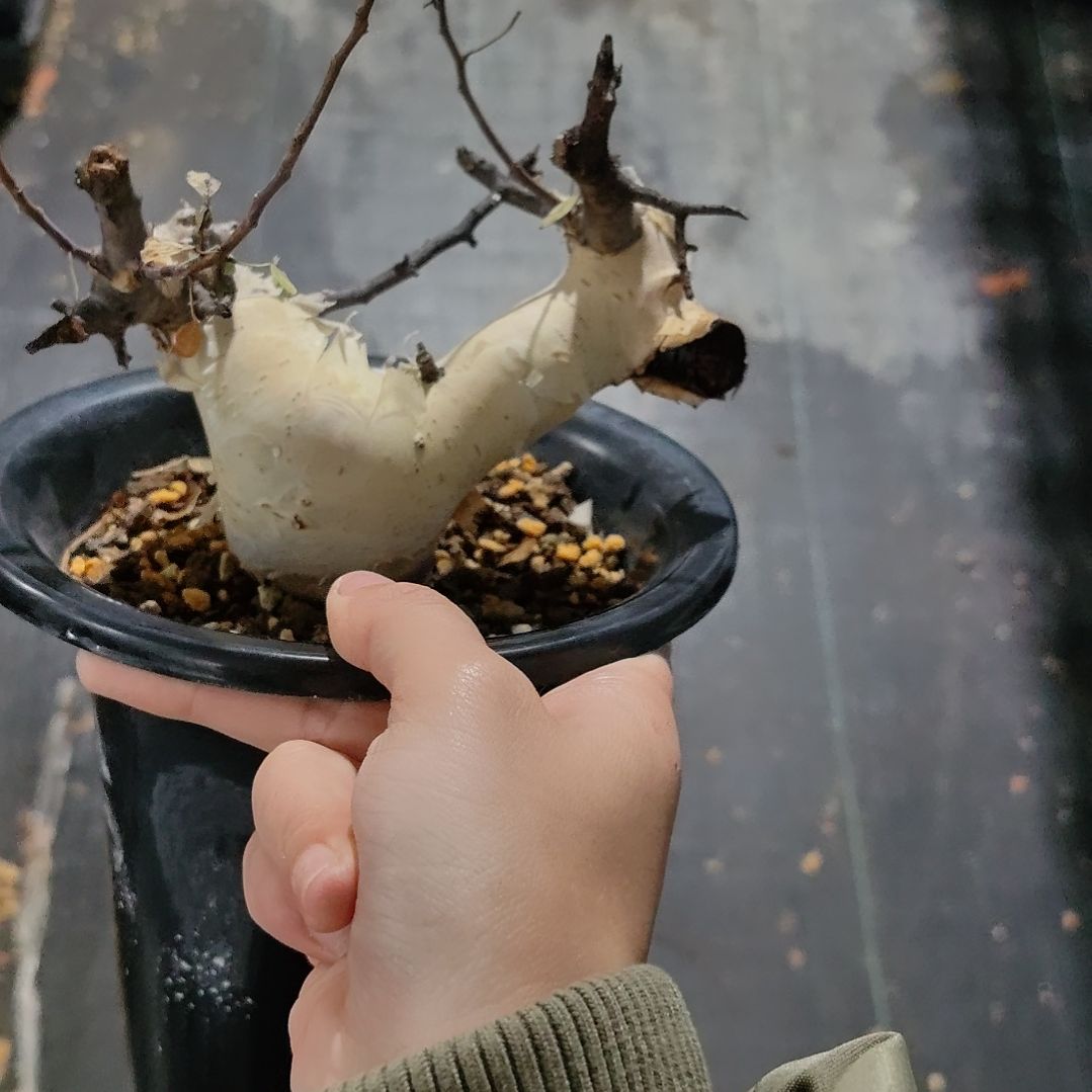 正白皮卡塔夫熟桩可寄养