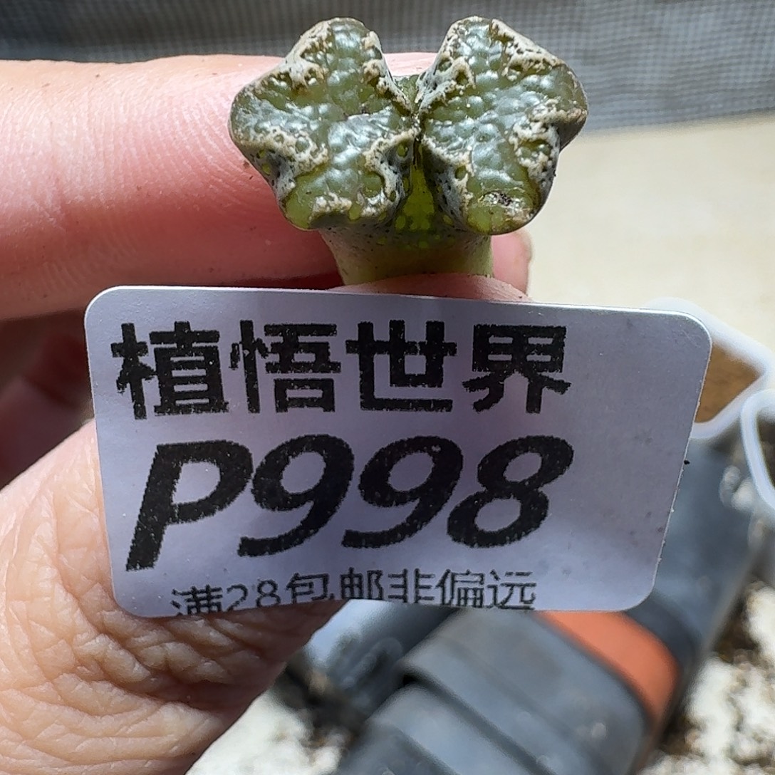 多肉W的人生fhhjj