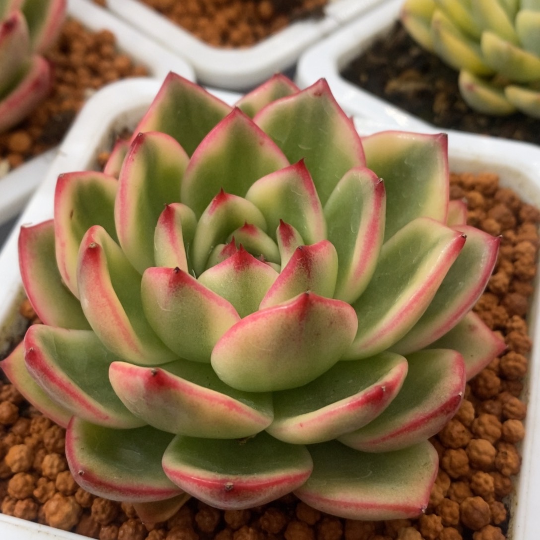 朱碧锦 多肉植物