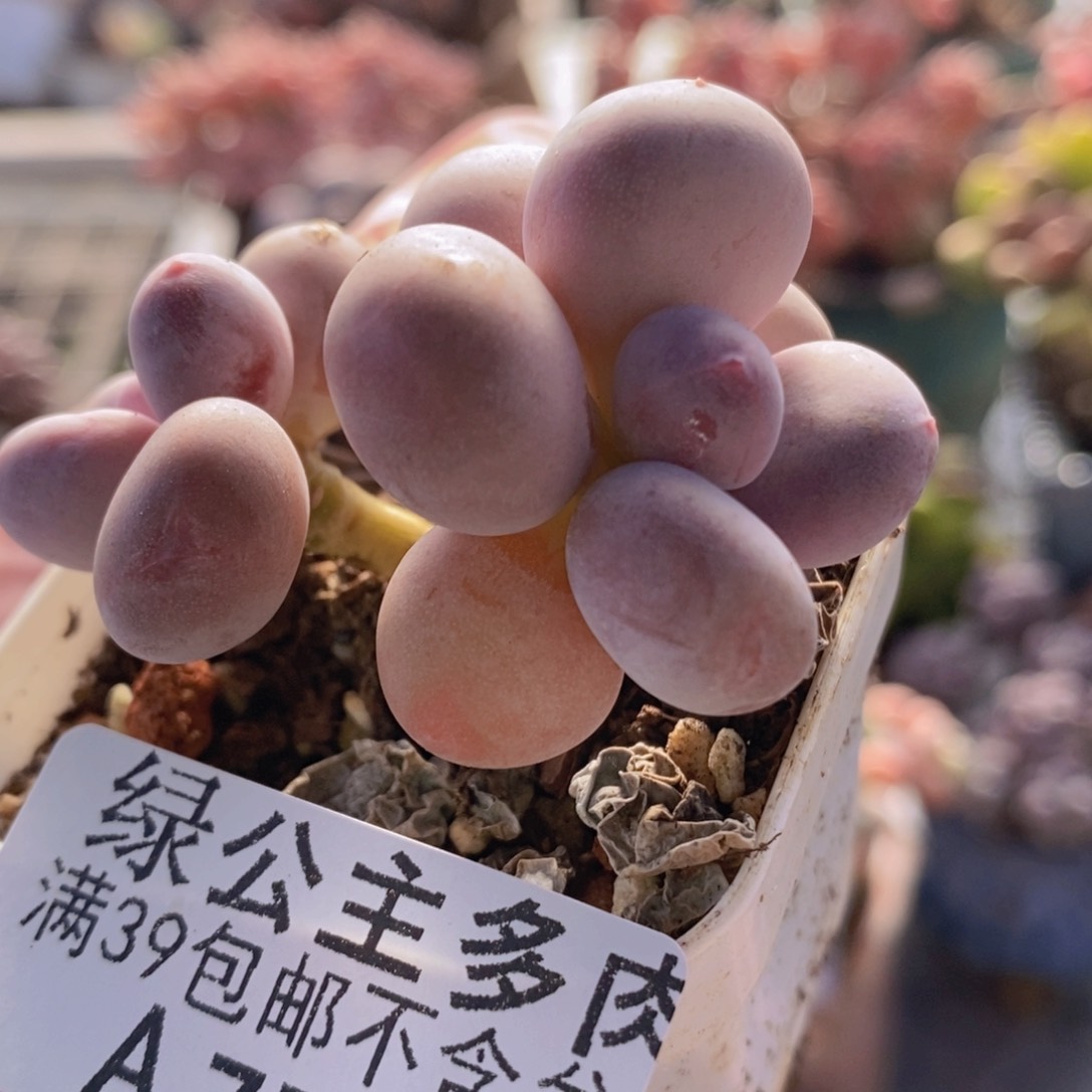 糖豆奶5cm776多肉植物