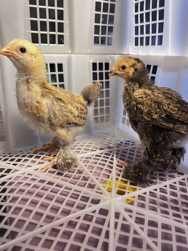 婆罗门鸡2只包邮