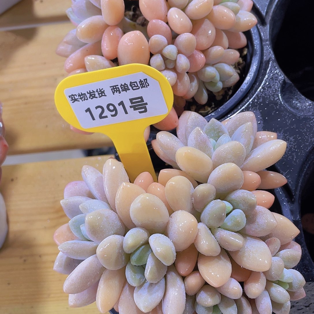 1291号 老桩香水洛神捧花一颗