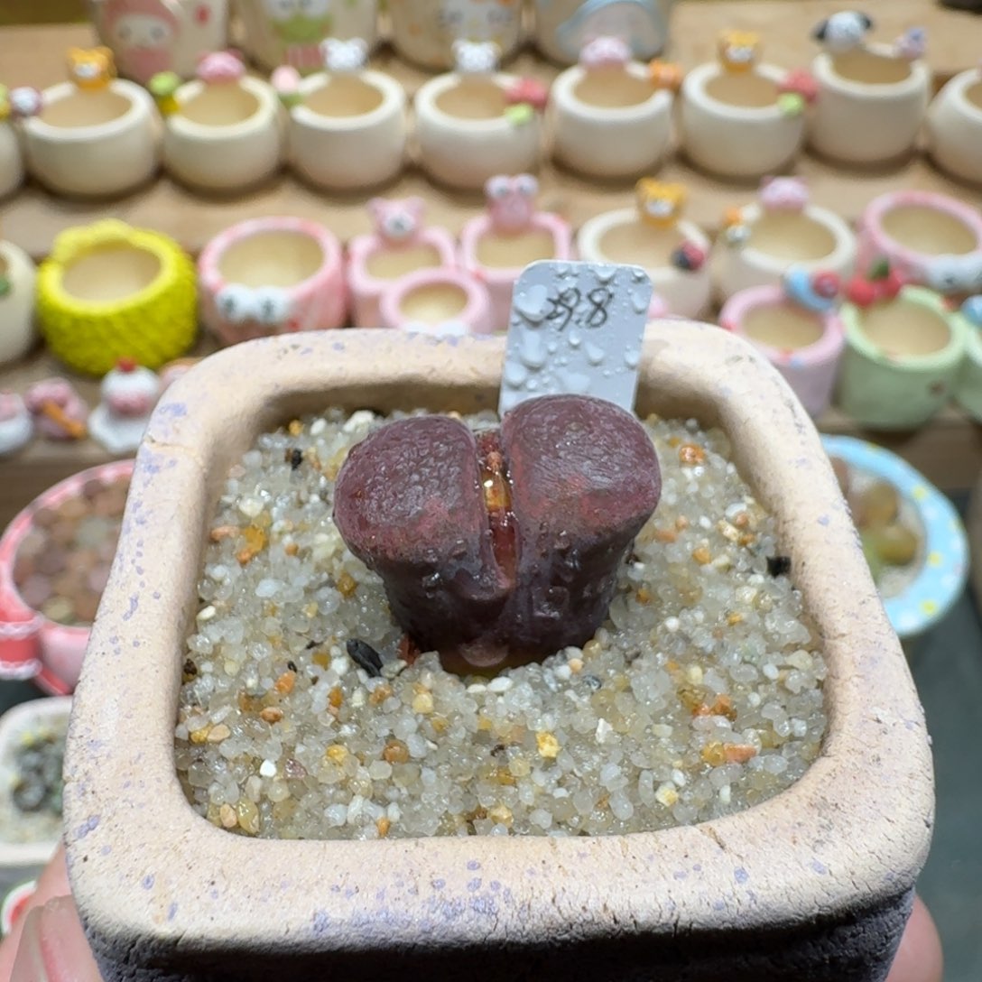 蘑菇1155日系风铃多肉植物