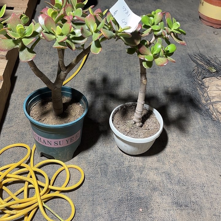 青***送当前无花栽培后可以开花韩国紫叶 黄金48