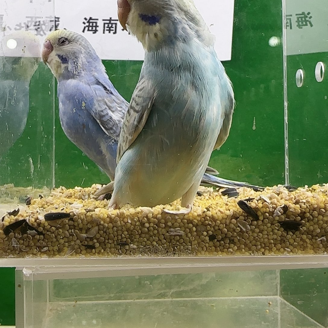 虎皮鹦鹉大头鹦鹉