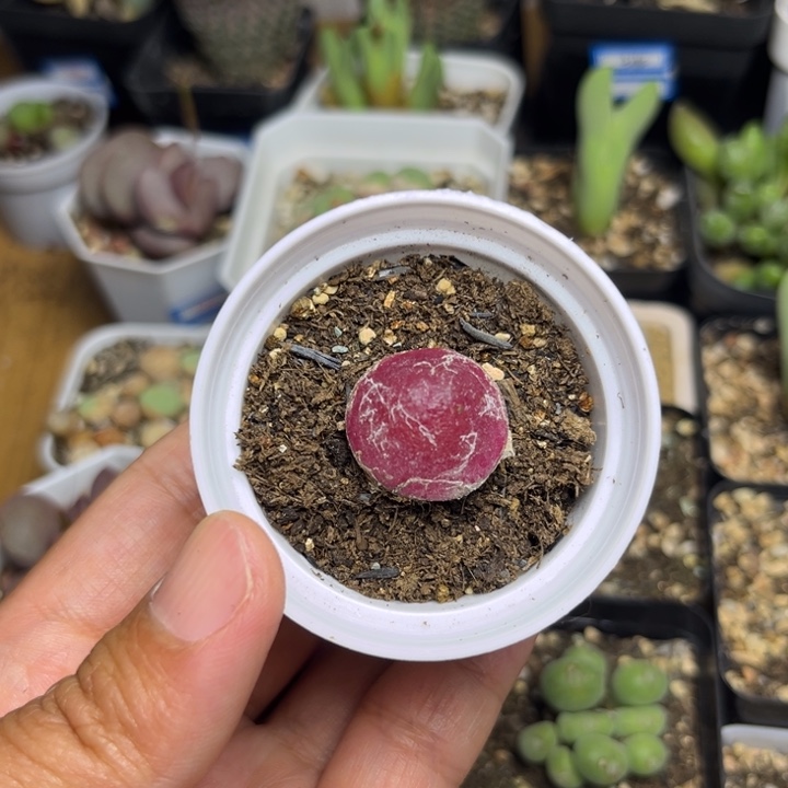 0012 灯泡多肉植物