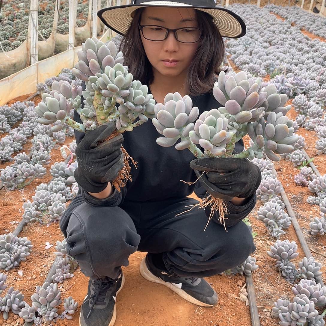 月美人49米 量拍多肉