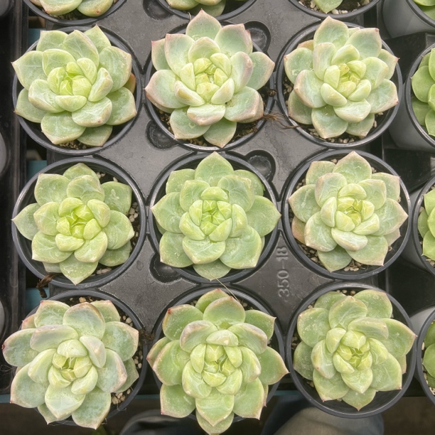 白泽单头90杯旺财多肉