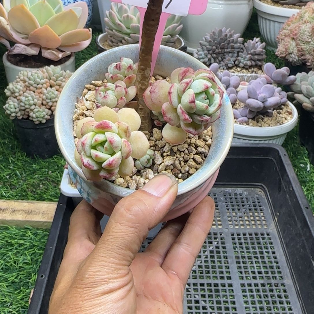 锦安精品多肉植物317