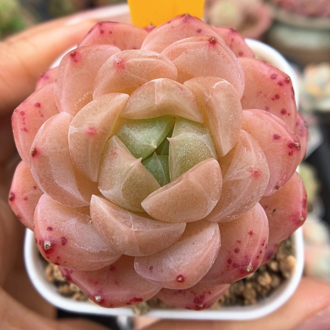 透心珍妮可拍841号。 