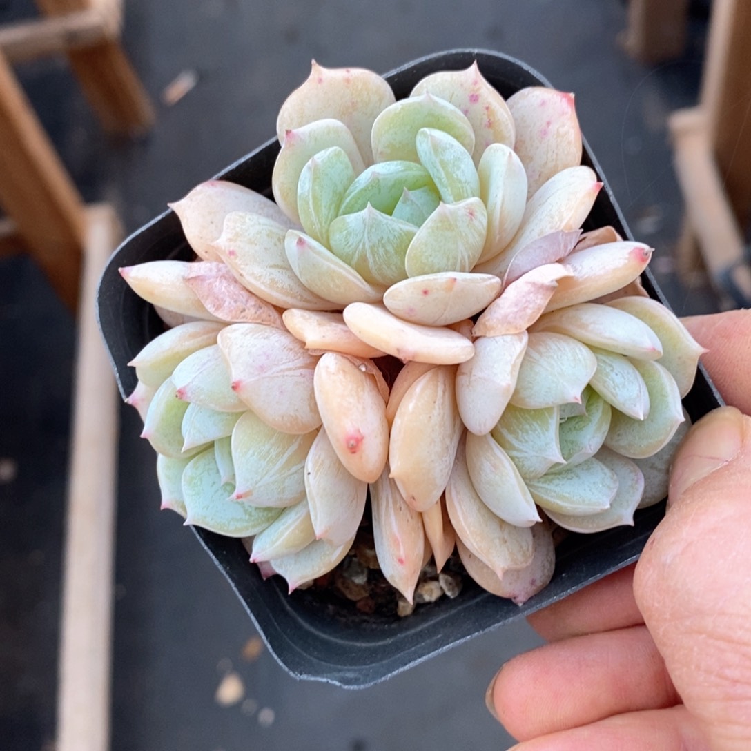 精品多肉一物一拍不包整150