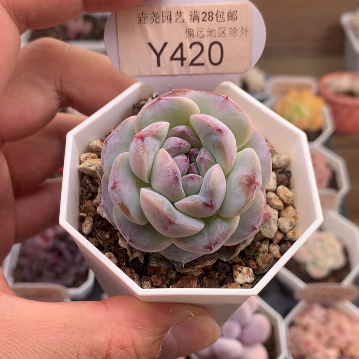 0420琉璃盏4厘米