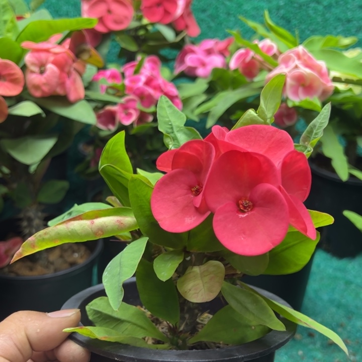 泰品扦插一物一拍