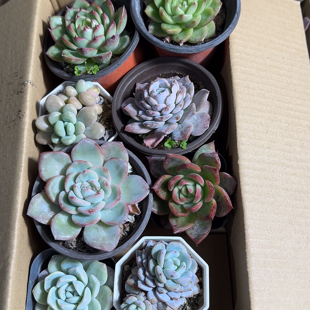 带盆发货多肉植物组合