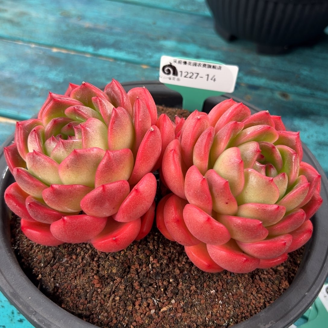 从前慢花园多肉编号1227-14