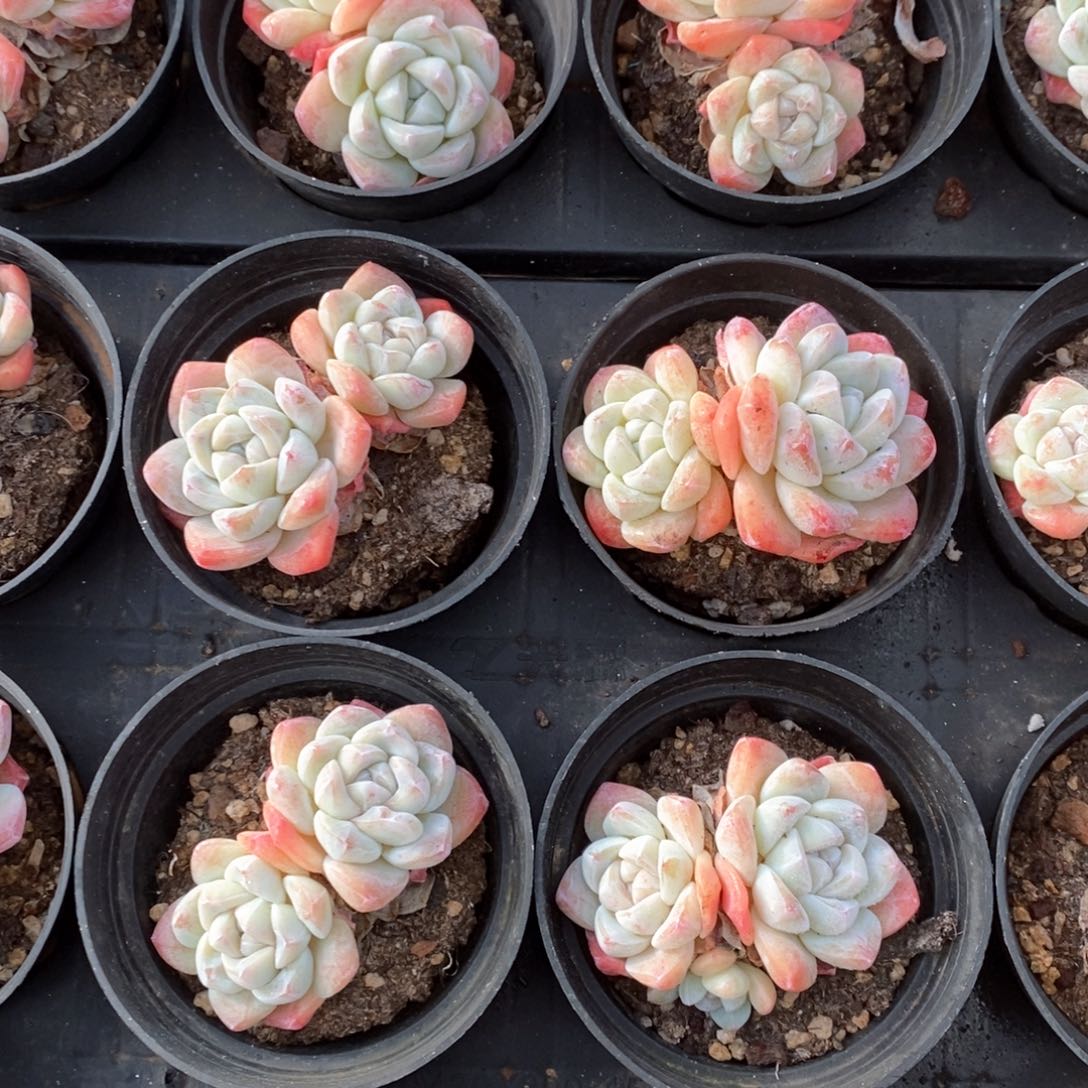 05冰玉双头 福利多多